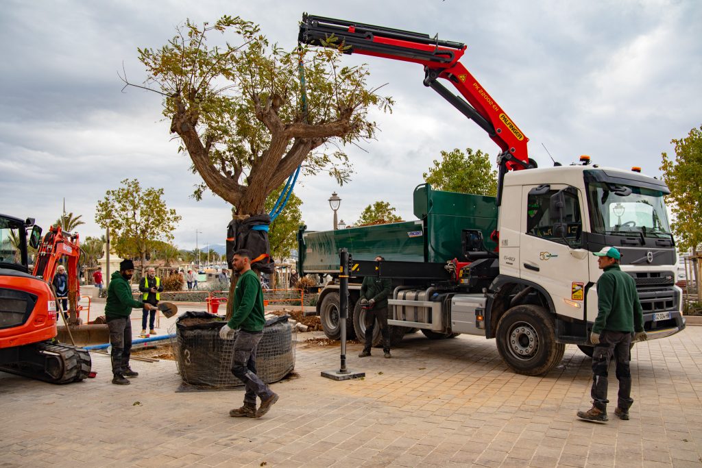 Un nouvel arbre pour un espace plus vert !