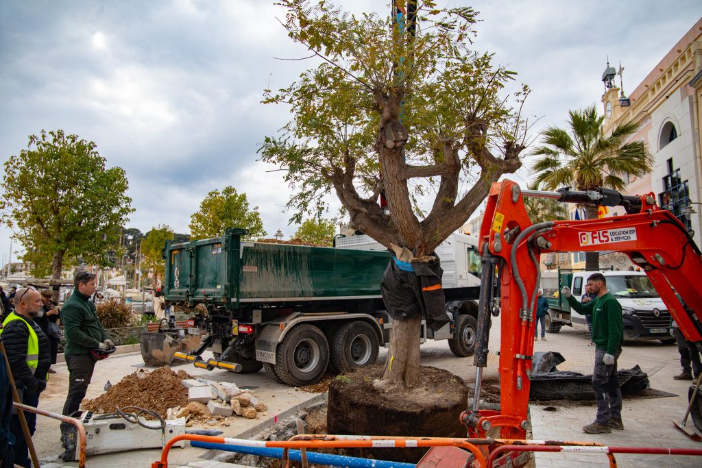 Un nouvel arbre pour un espace plus vert !