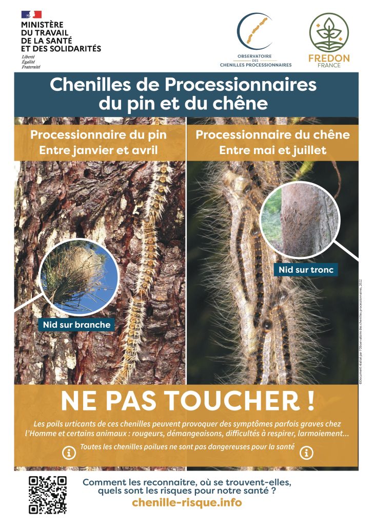 Attention aux chenilles processionnaires